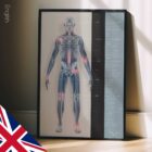 Osteoartrite. Opere d'arte di anatomia e fisiologia da educare.design