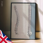 Fonction des Nerfs Spinaux