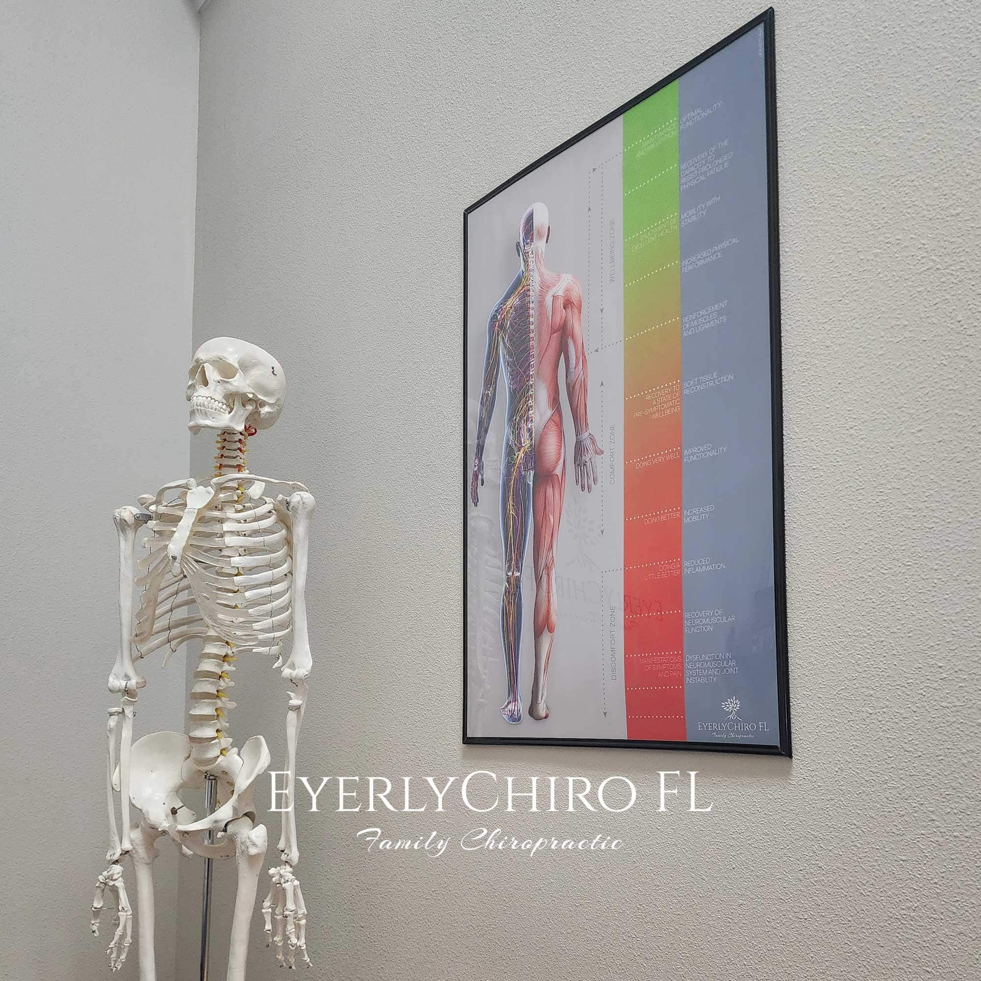 eyerlychiro 01 – Premium Anatomy Chart by educare.design