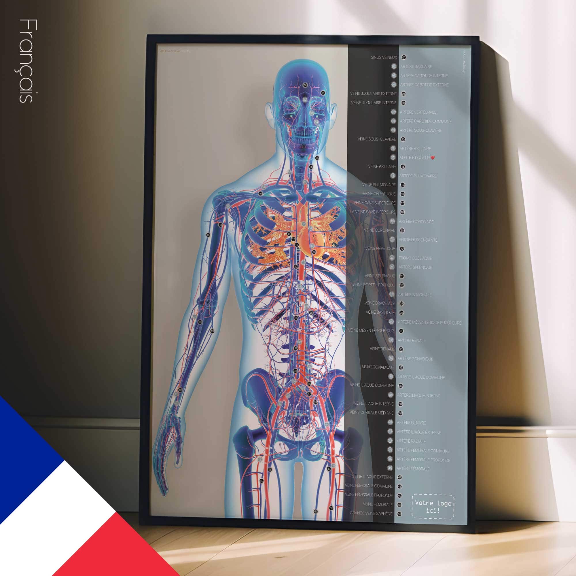 Système cardiovasculaire - dessin de educare.design