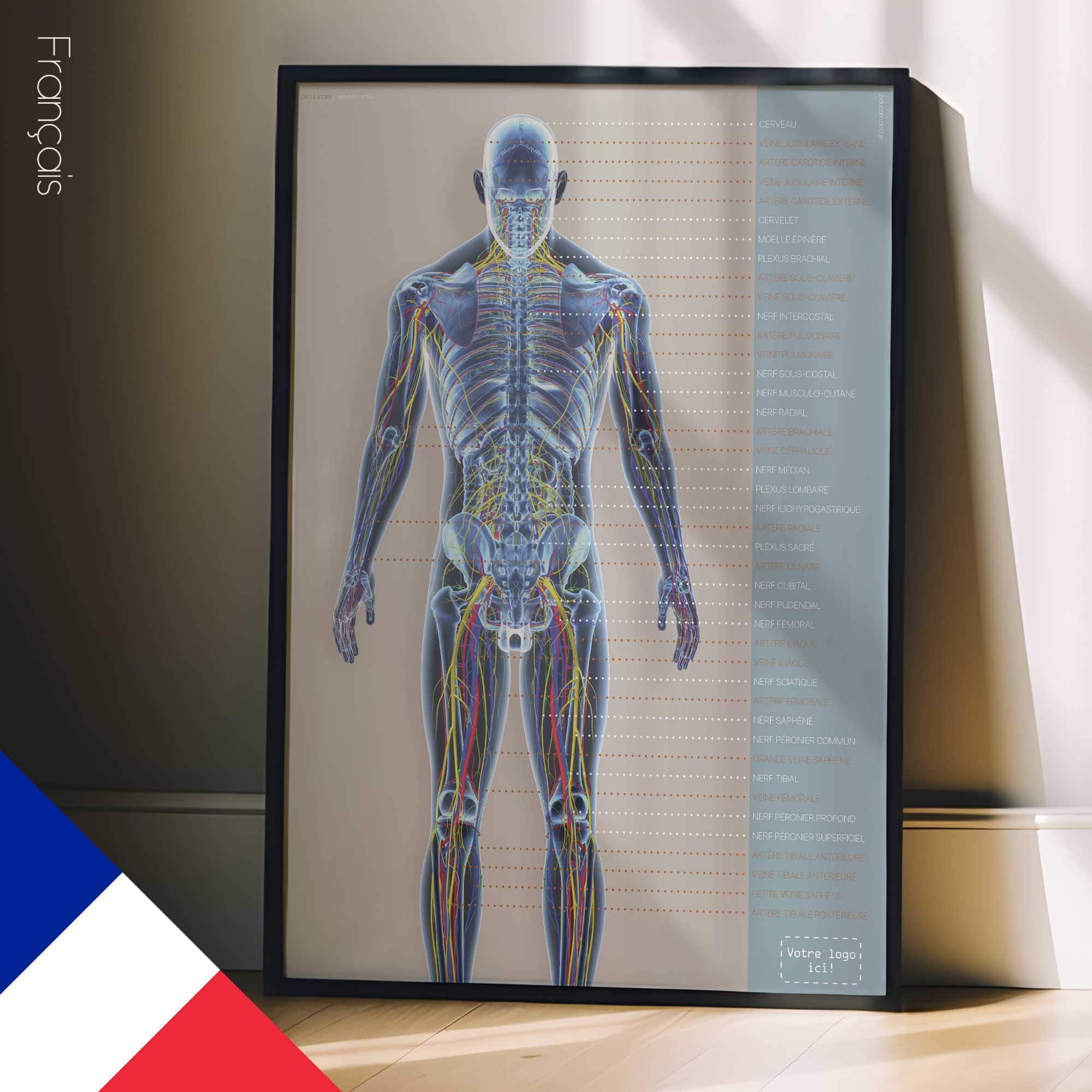 Systèmes circulatoire et nerveux. Dessin d'anatomie et de physiologie d'educare.design