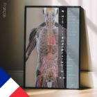 Internal organs and the endocrine system