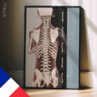 Postural Assessment and Scoliosis. Anatomy and physiology artwork from educare.design