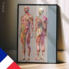 Sclerotomes Pain Map – educare.design Mappa del dolore degli sclerotomi. Opere d'arte di anatomia e fisiologia da educare.design