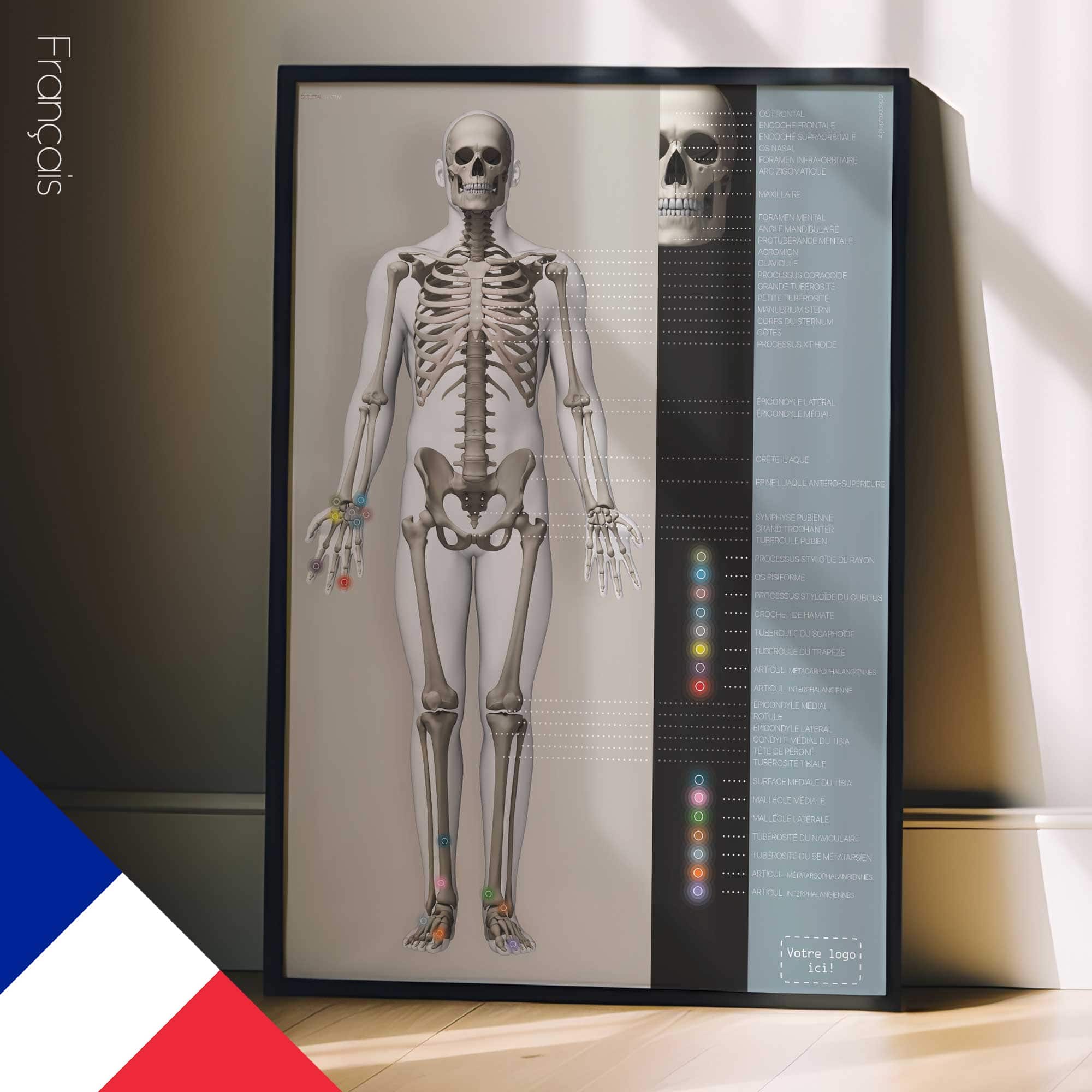 Affiche sur le système squelettique. Dessin d'anatomie et de physiologie d'educare.design