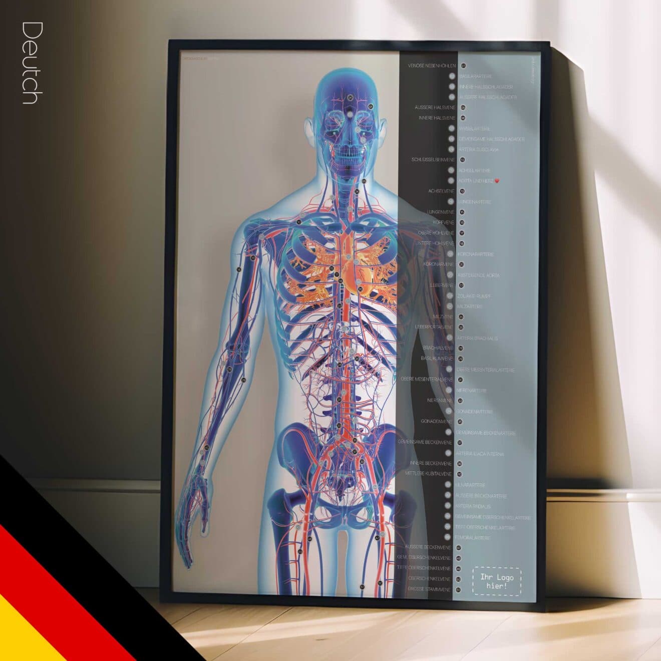 Herz-Kreislauf-System