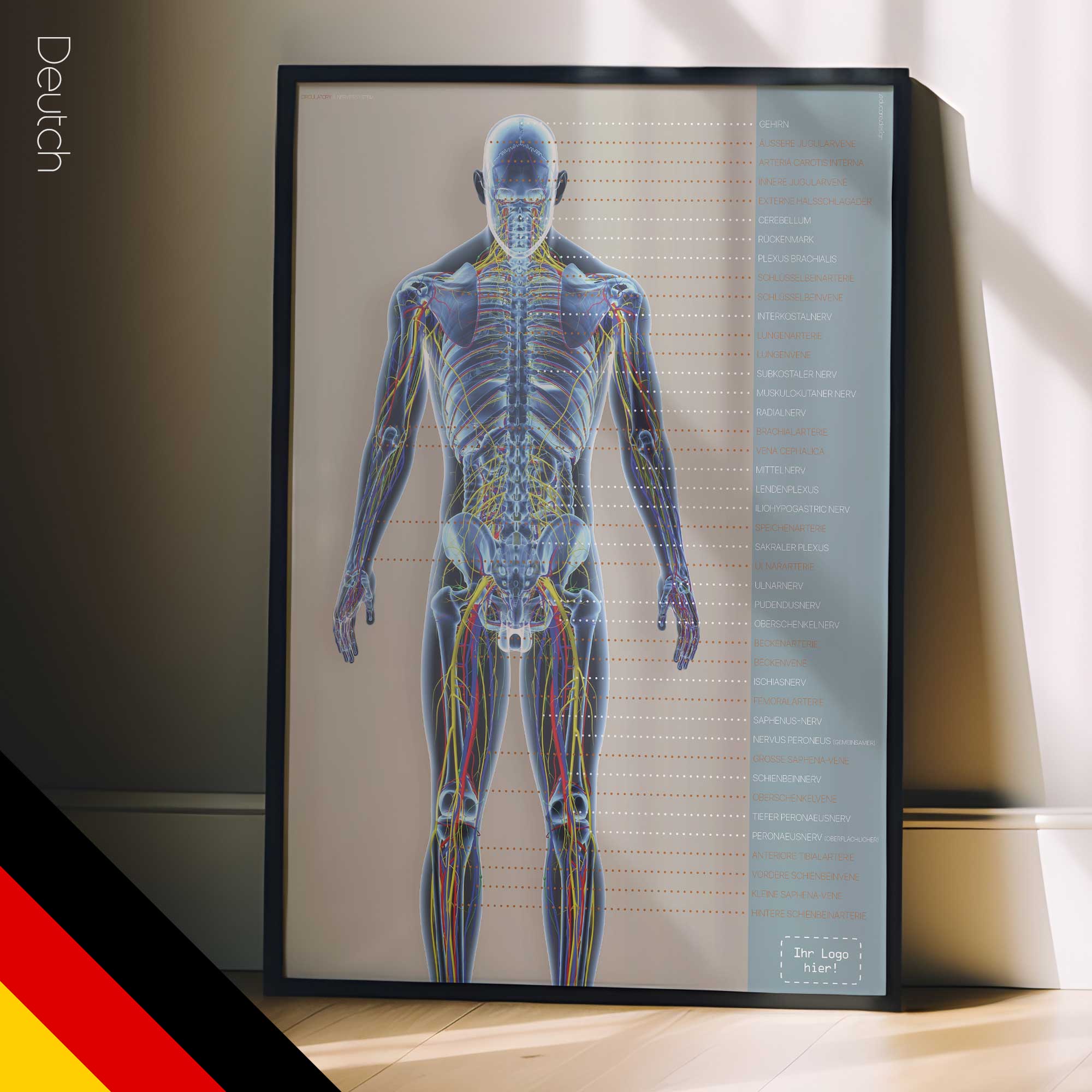 Kreislauf- und Nervensysteme