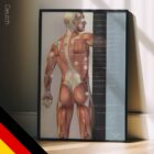 Fibromyalgie; Druckschmerzhafte Punkte und Symptome