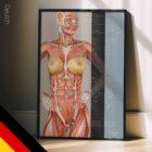 Nutritional Energy Reflex Points (NERP) – educare.design Ernährungsenergie-Reflexpunkte