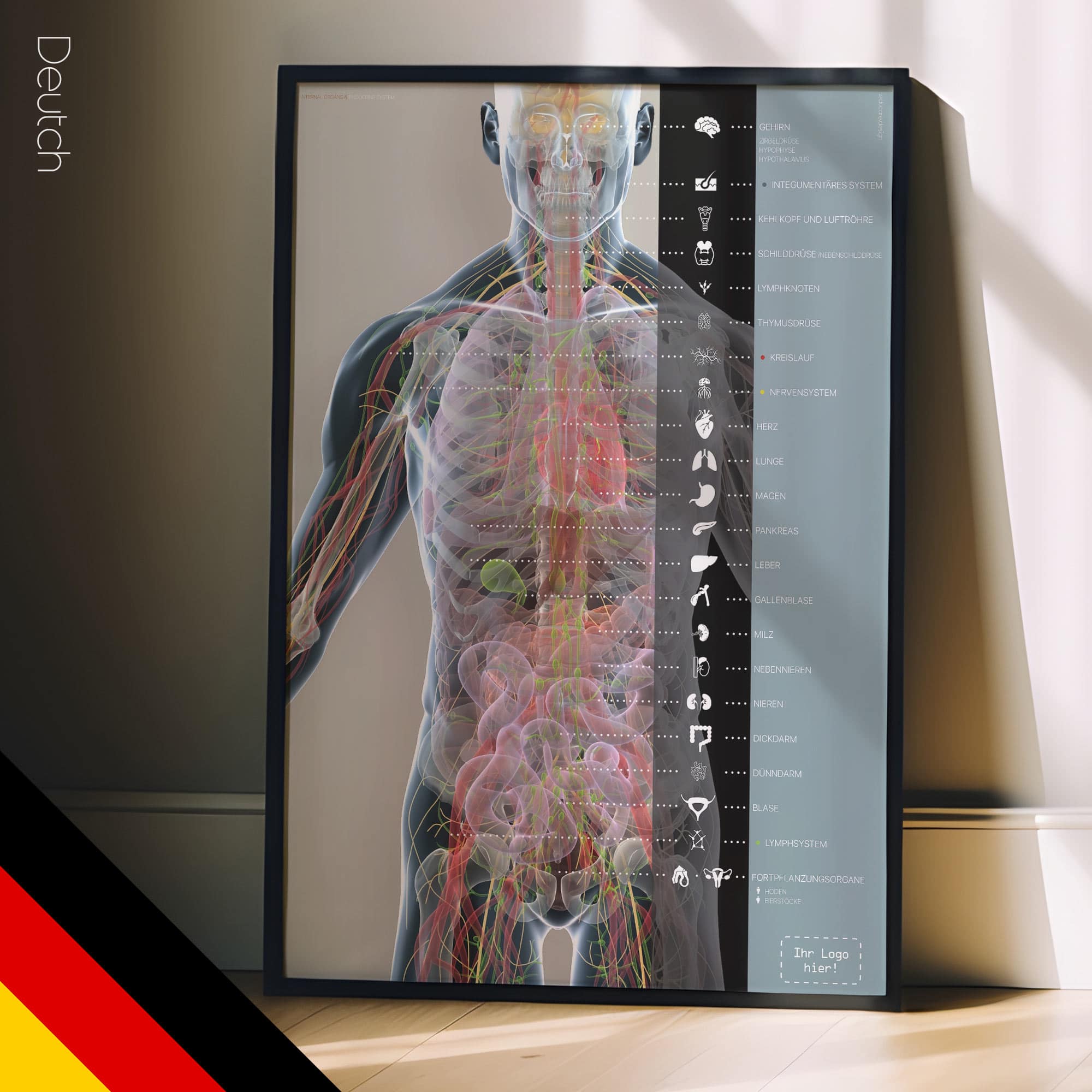 Organe und Endokrines System