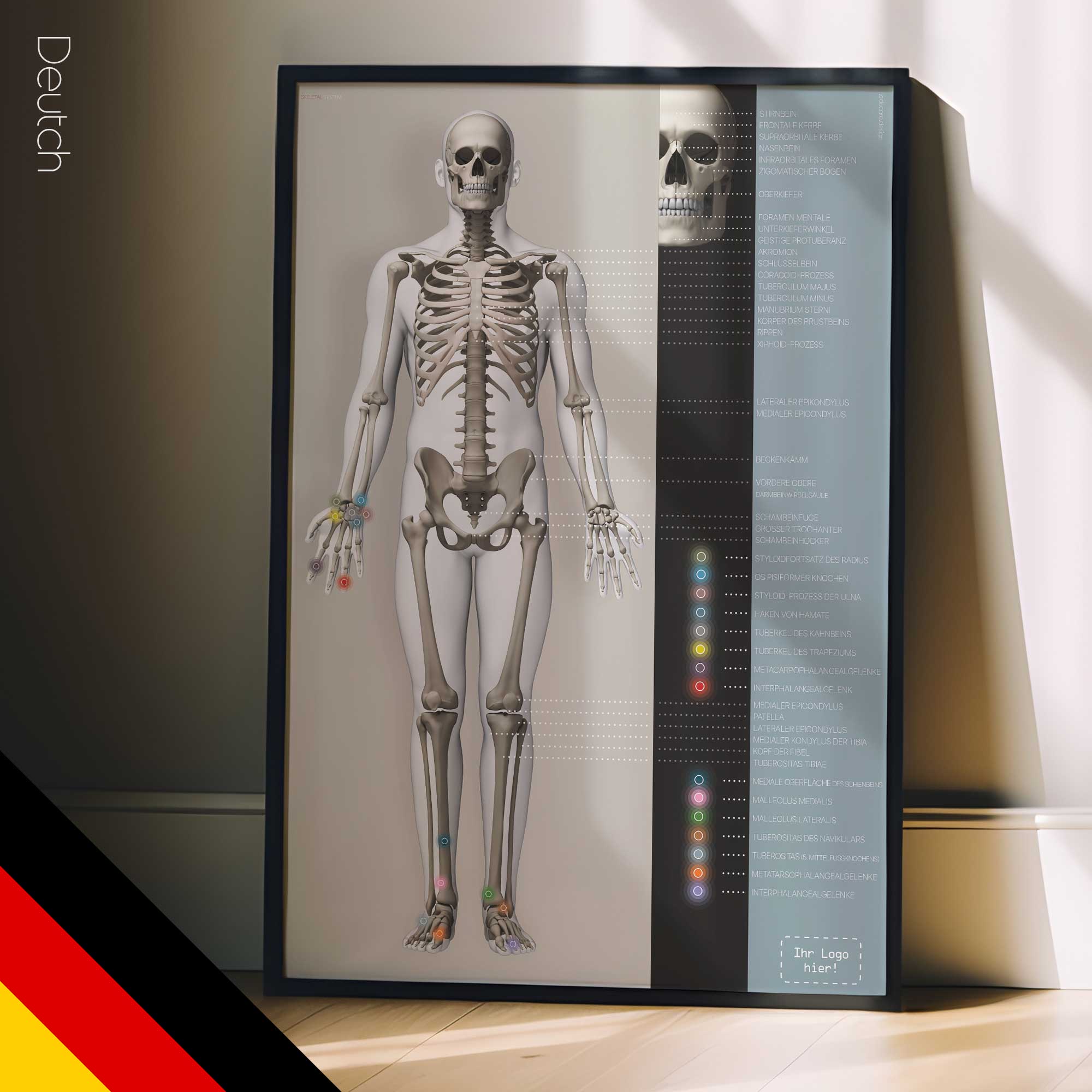 Système squelettique