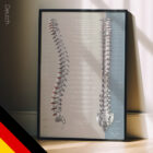 Funktion der Spinalnerven