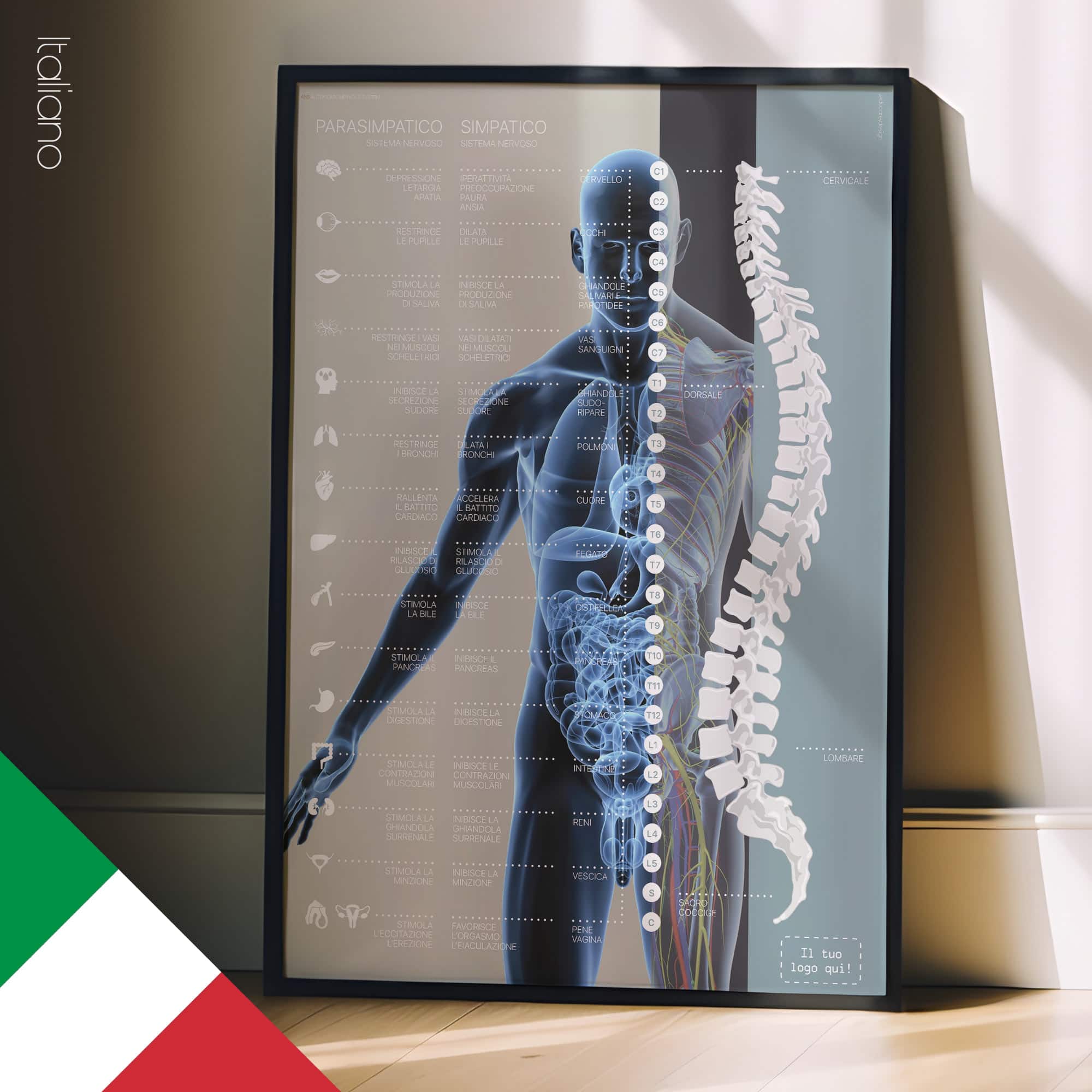 Sistema Nervoso Autonomo