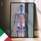 Système cardiovasculaire