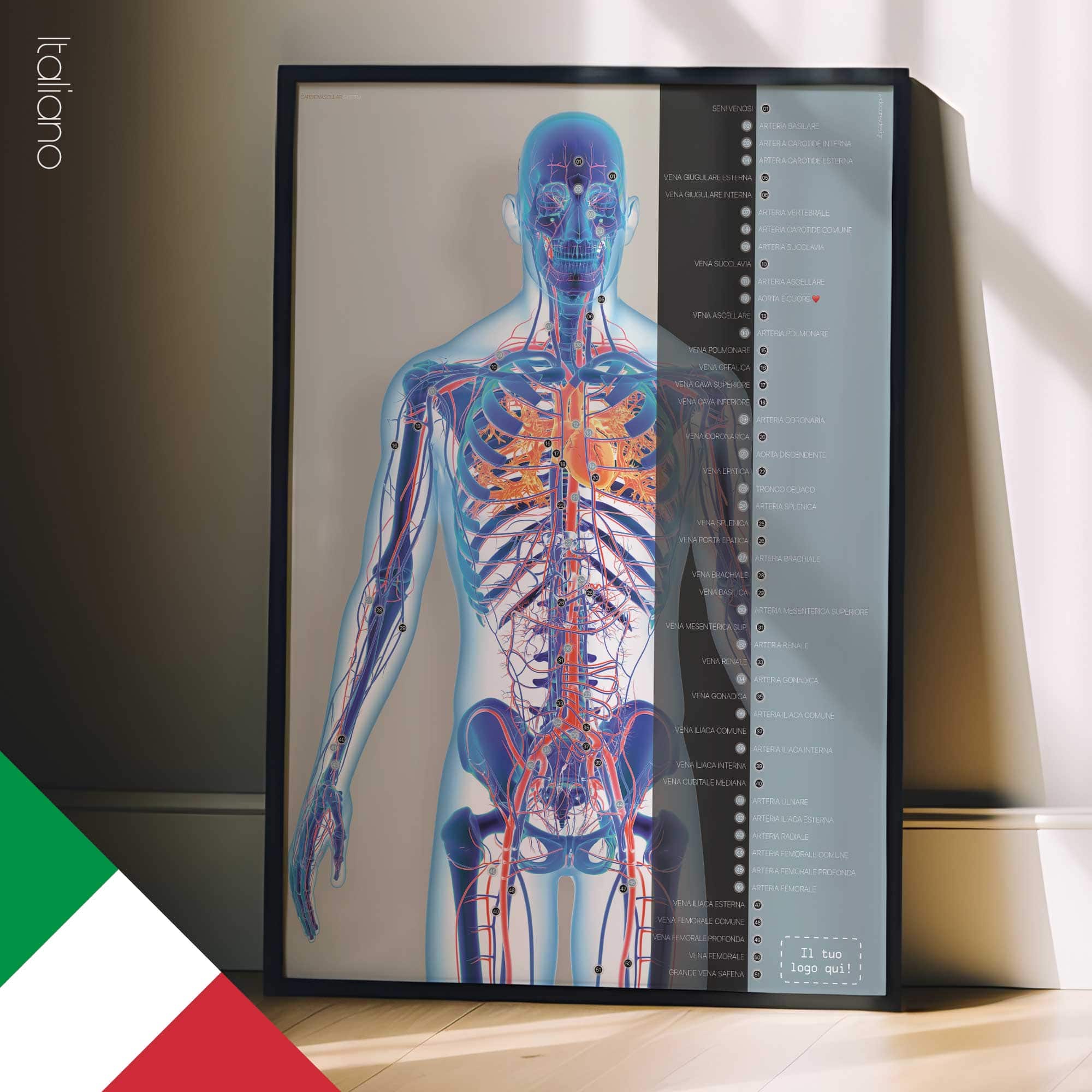 Système cardiovasculaire