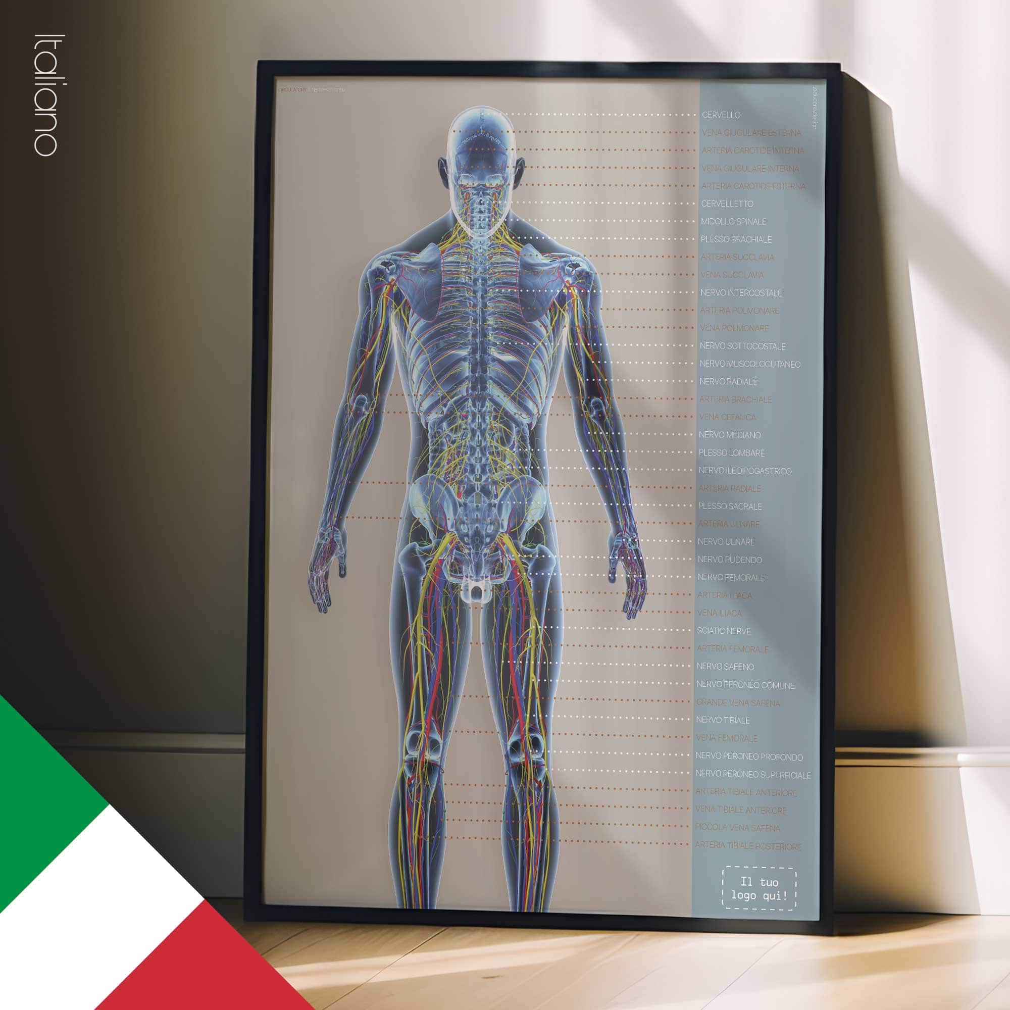 Sistema Circolatorio e Nervoso