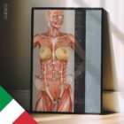 Nutritional Energy Reflex Points (NERP) – educare.design Punti Riflessi Energetici Nutrizionali