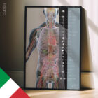 Organi e Sistema Endocrino