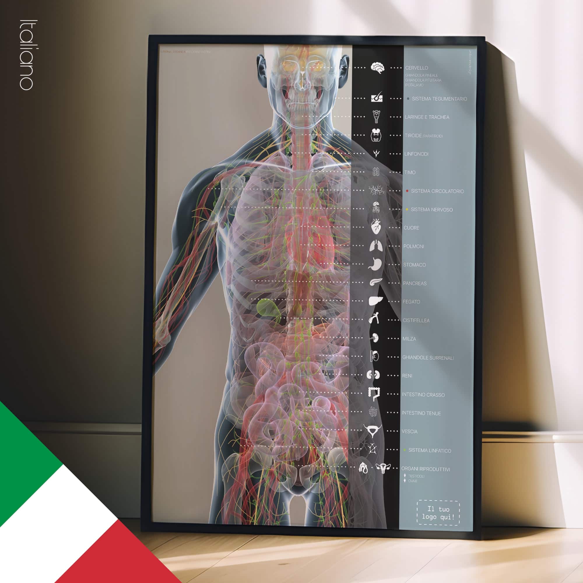 Organi e Sistema Endocrino