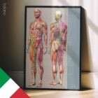 Sclerotomes Pain Map – educare.design Mappa del Dolore Sclerotomico