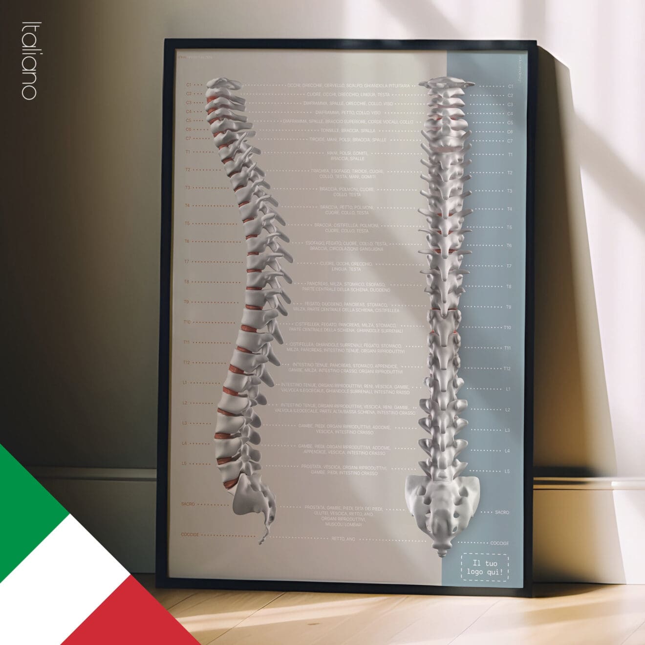 italiano_spinal-nerves-function