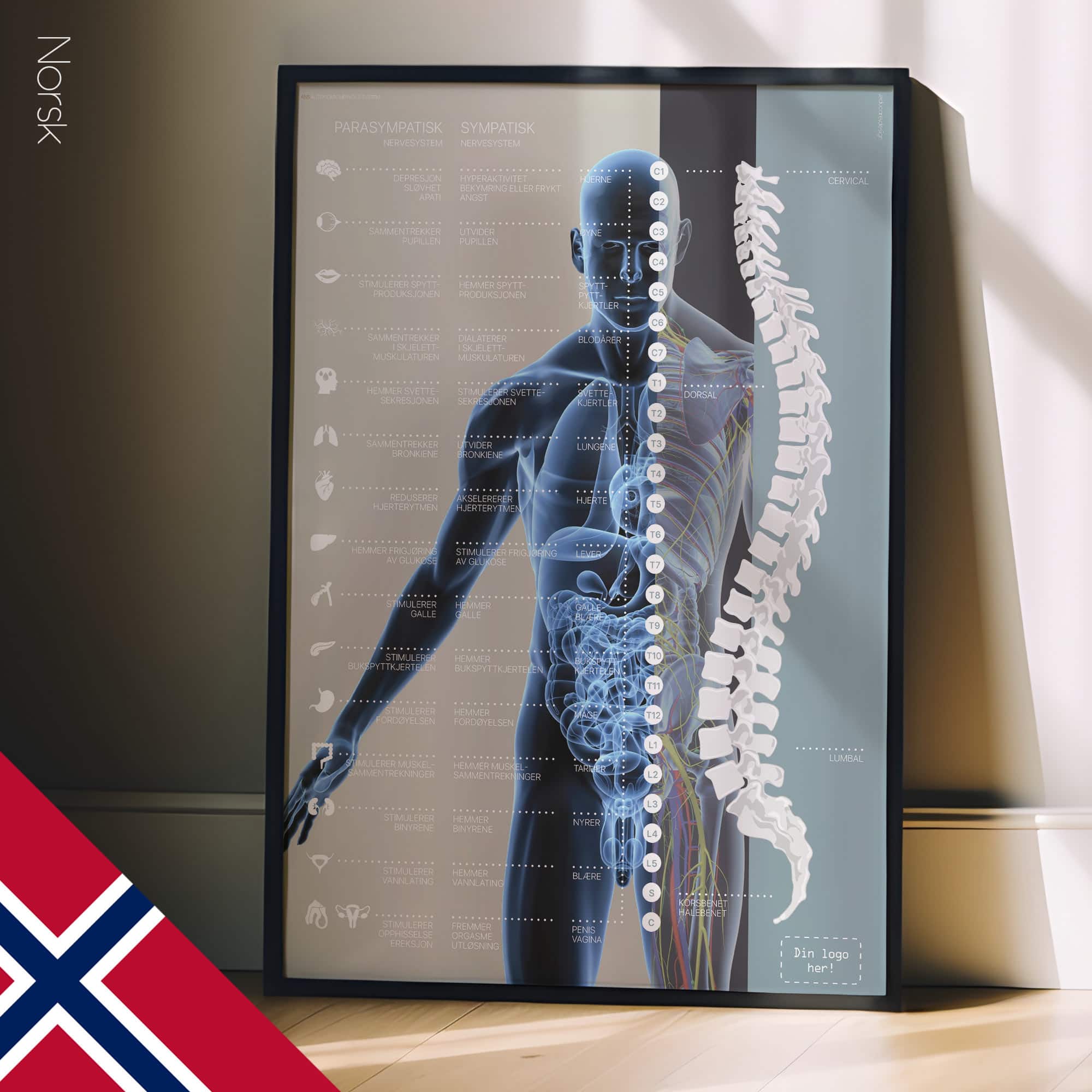 Autonomic Nervous System