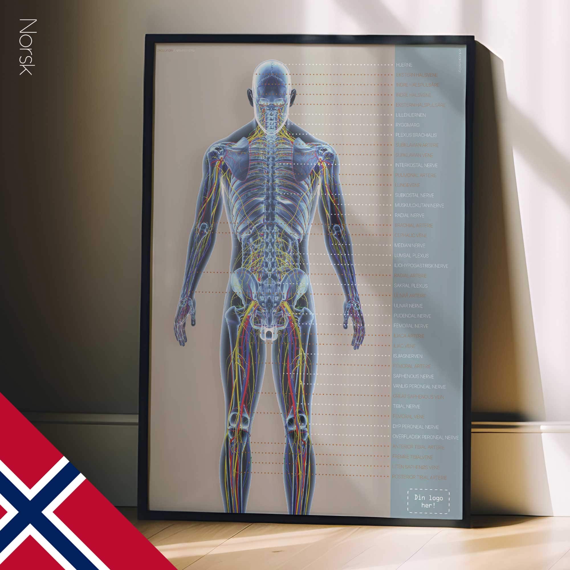 Systèmes circulatoire et nerveux. Dessin d'anatomie et de physiologie d'educare.design