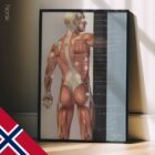 Fibromyalgia; Tender Points & Symptoms. Anatomy and physiology artwork from educare.design