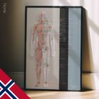 Lymphatisches System, Anatomie und Physiologie Kunstwerke von educare.design