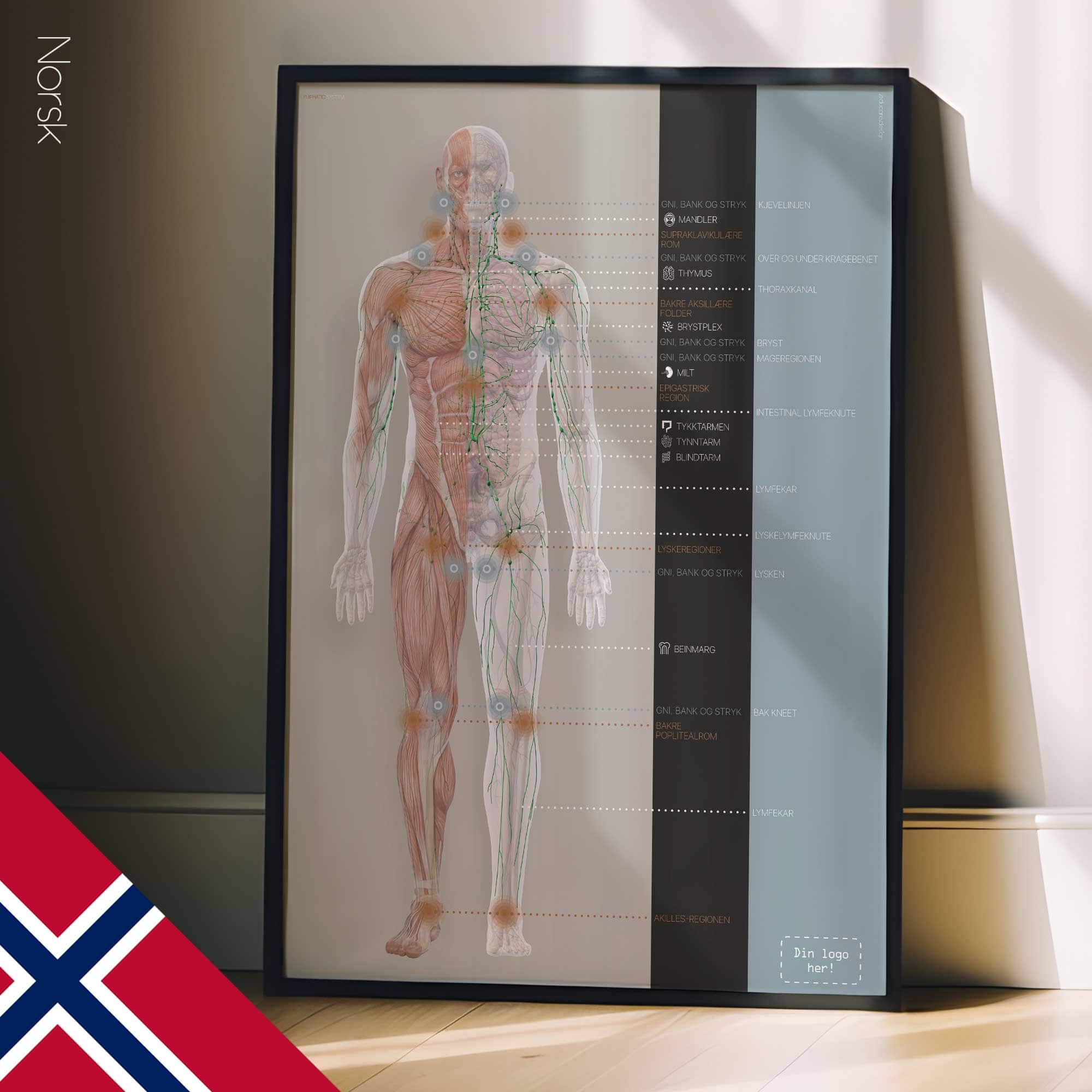 Lymphatisches System, Anatomie und Physiologie Kunstwerke von educare.design