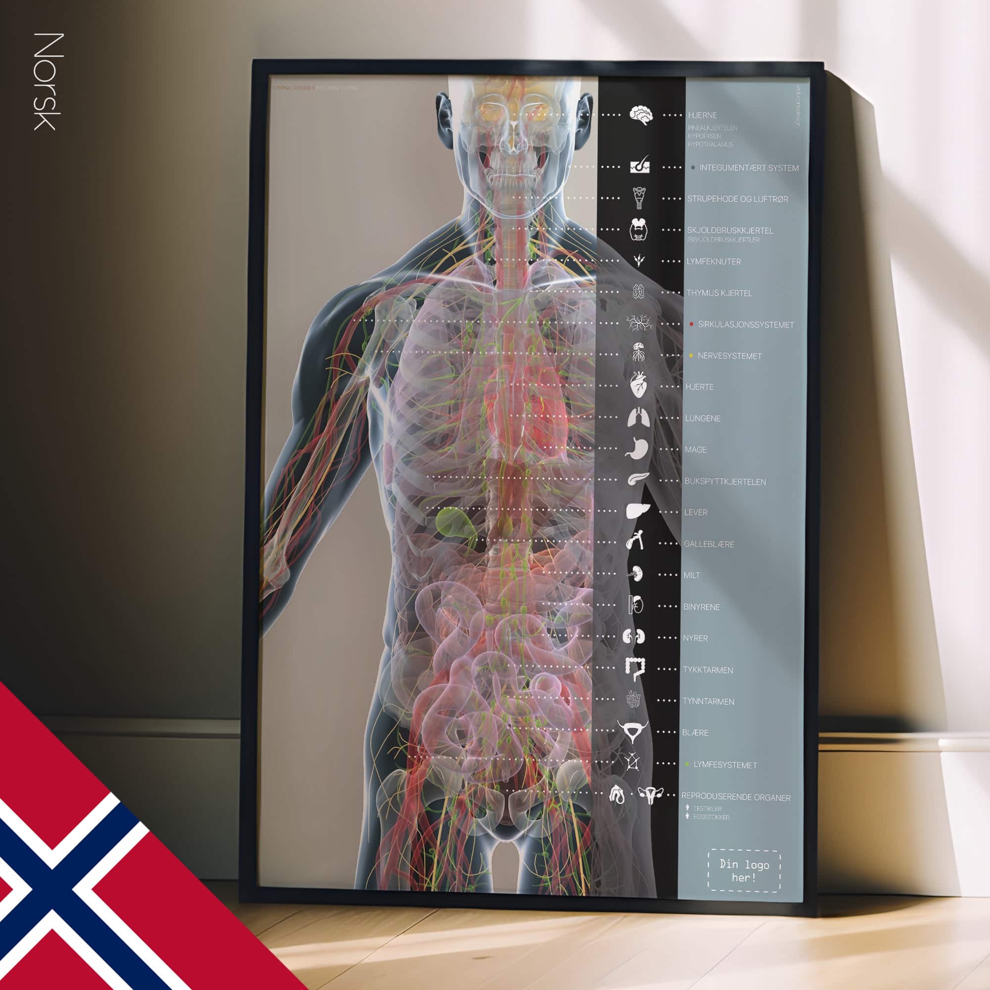 Internal organs and the endocrine system