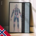 Osteoartrite. Opere d'arte di anatomia e fisiologia da educare.design