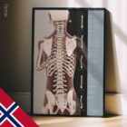 Postural Assessment and Scoliosis. Anatomy and physiology artwork from educare.design