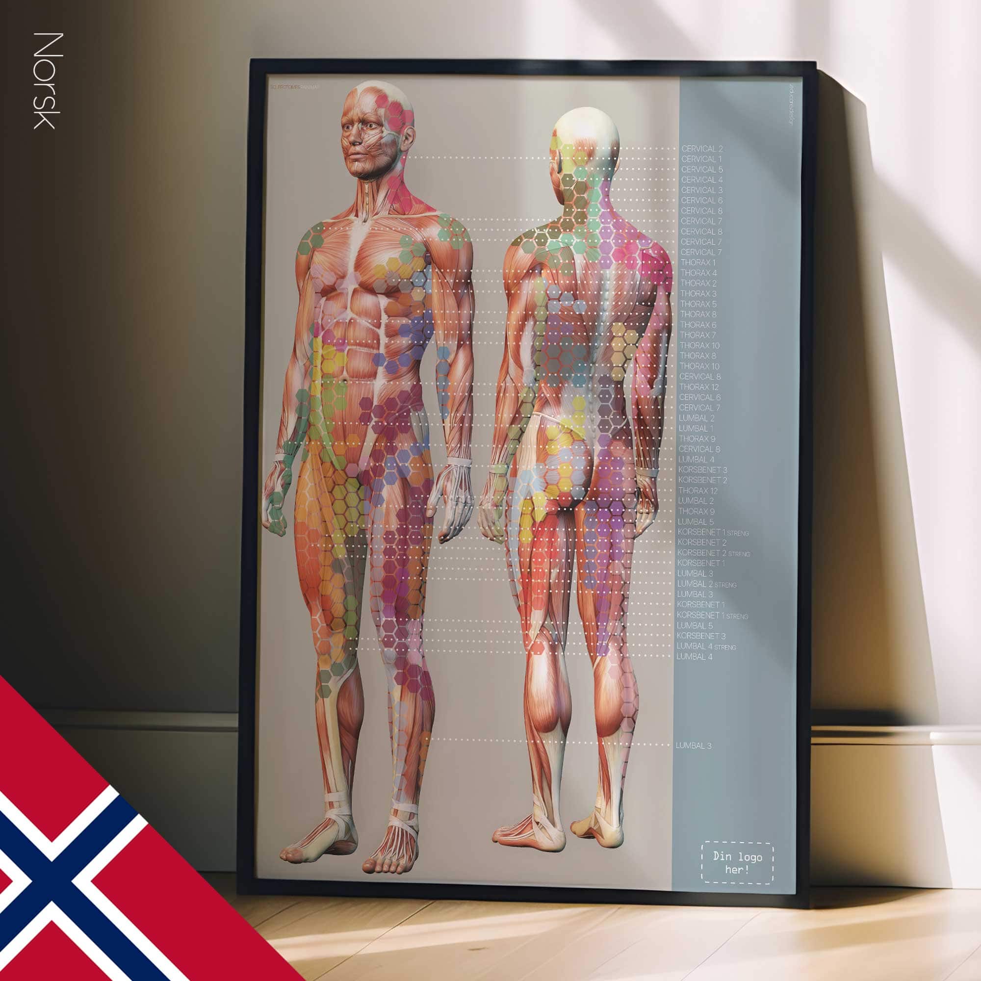 Mappa del dolore degli sclerotomi. Opere d'arte di anatomia e fisiologia da educare.design