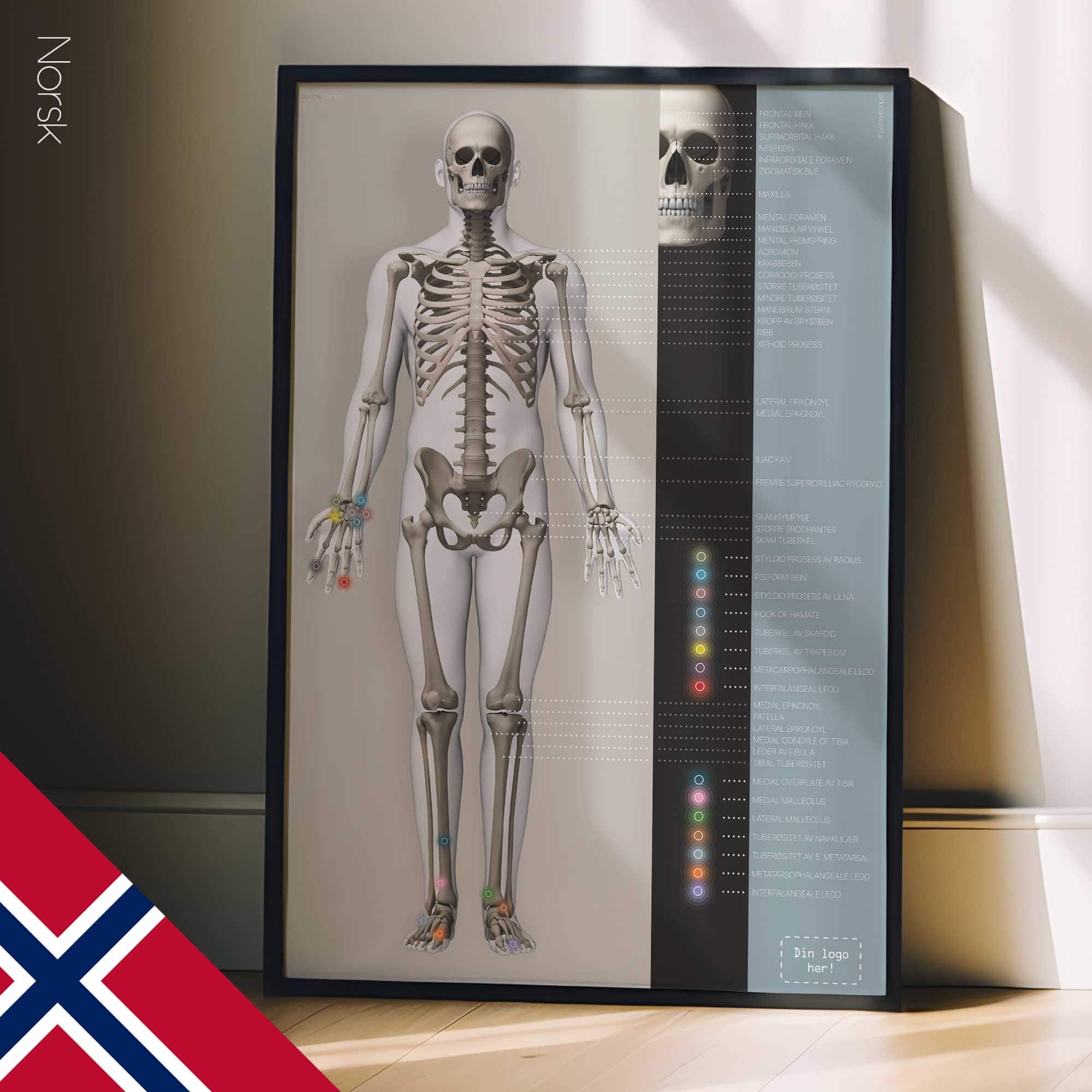 Affiche sur le système squelettique. Dessin d'anatomie et de physiologie d'educare.design