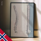 Fonction des Nerfs Spinaux