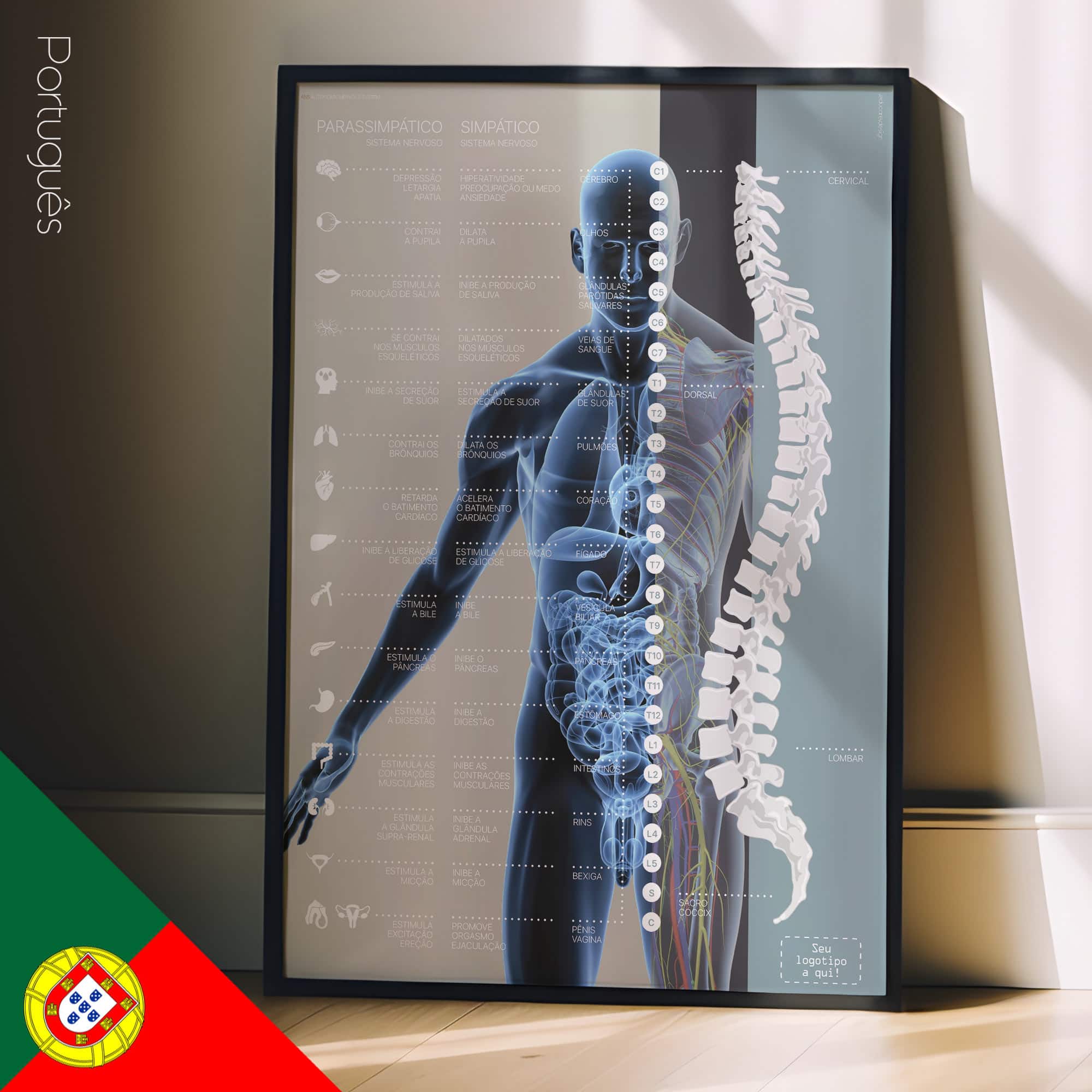 Autonomic Nervous System