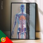 Système cardiovasculaire - dessin de educare.design