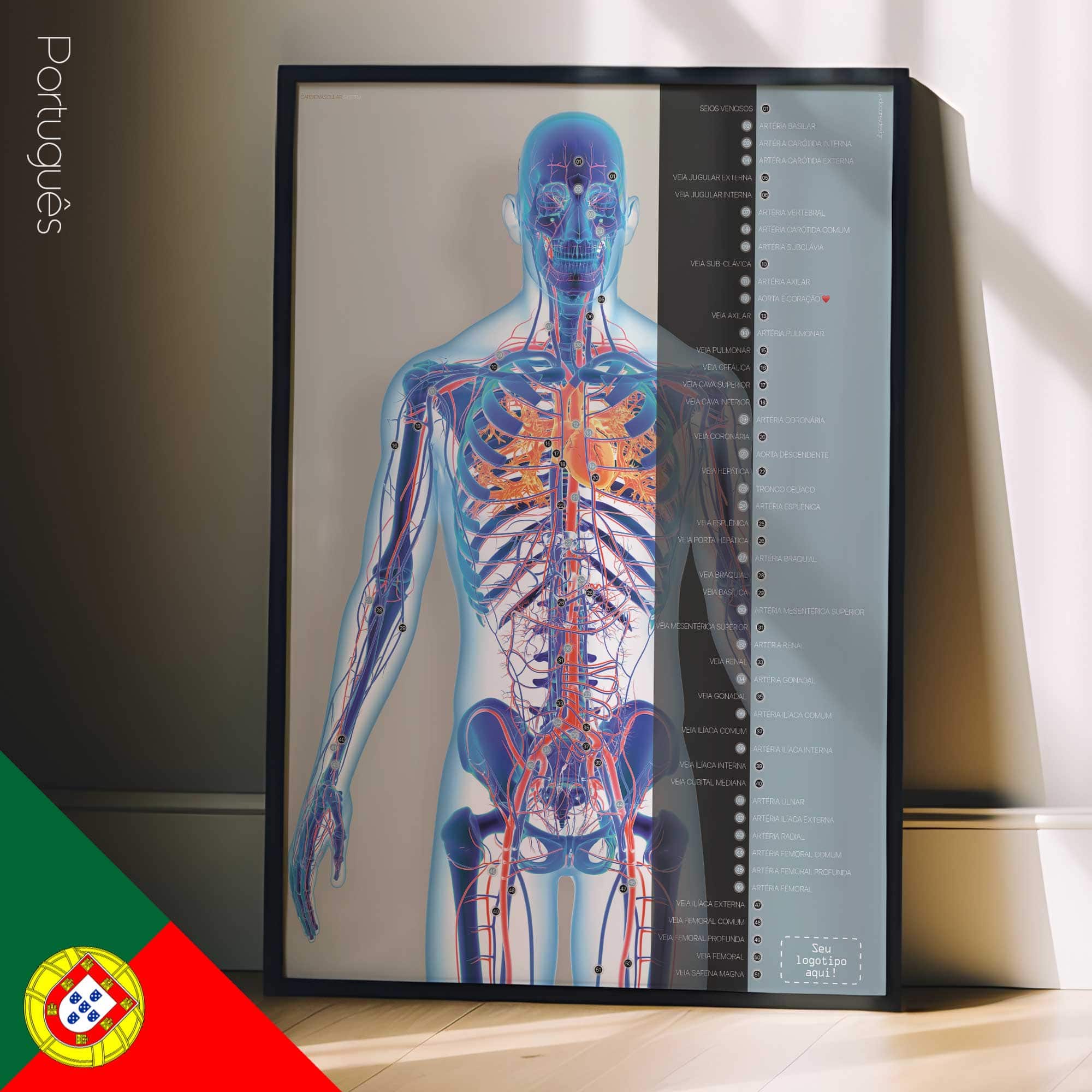 Système cardiovasculaire - dessin de educare.design