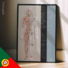 Lymphatisches System, Anatomie und Physiologie Kunstwerke von educare.design