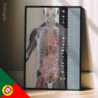 Internal organs and the endocrine system