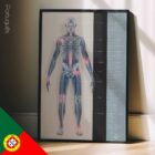 Osteoartrite. Opere d'arte di anatomia e fisiologia da educare.design