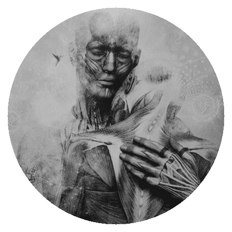 quizon – Premium Anatomy Chart by educare.design