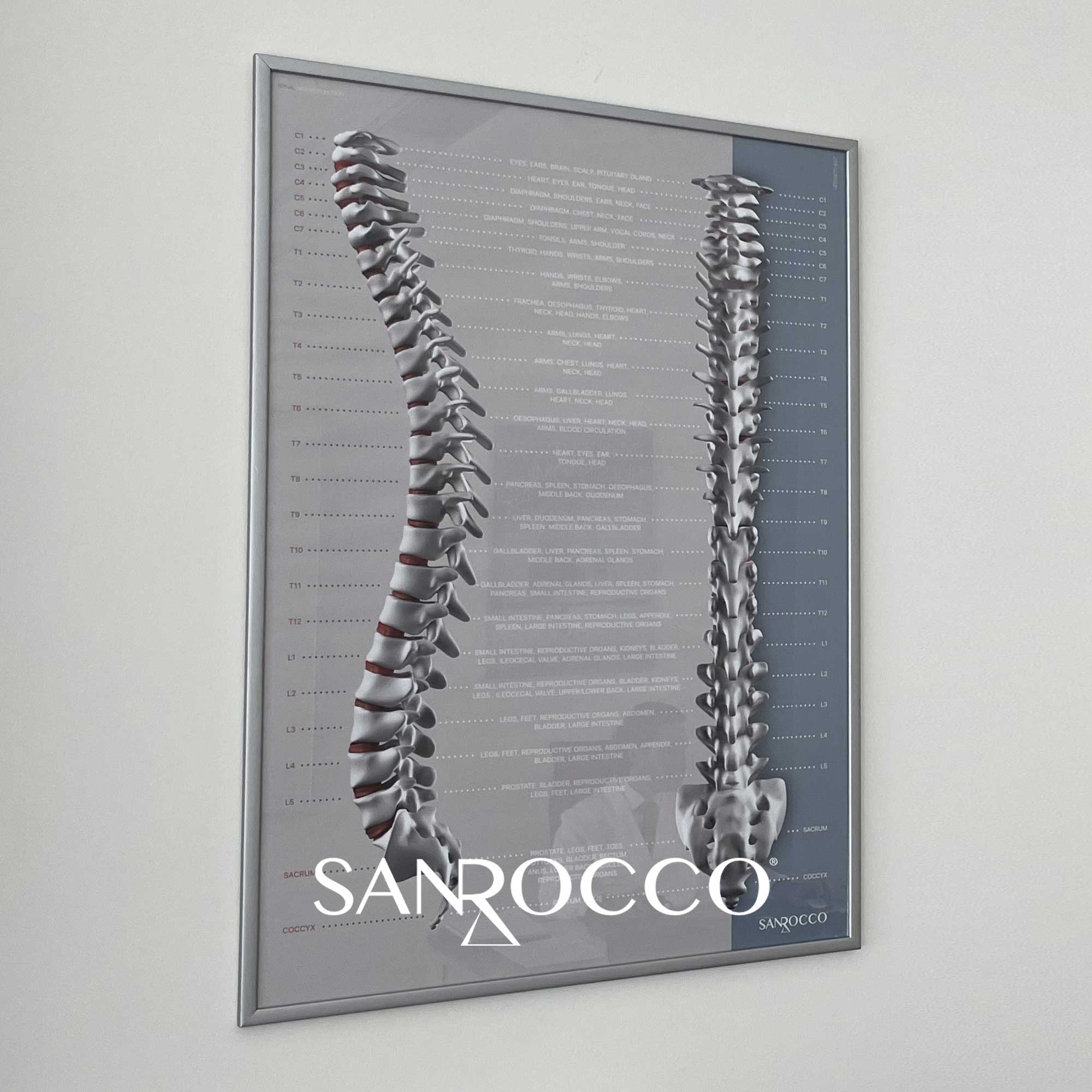 sanrocco 02 – Premium Anatomy Chart by educare.design