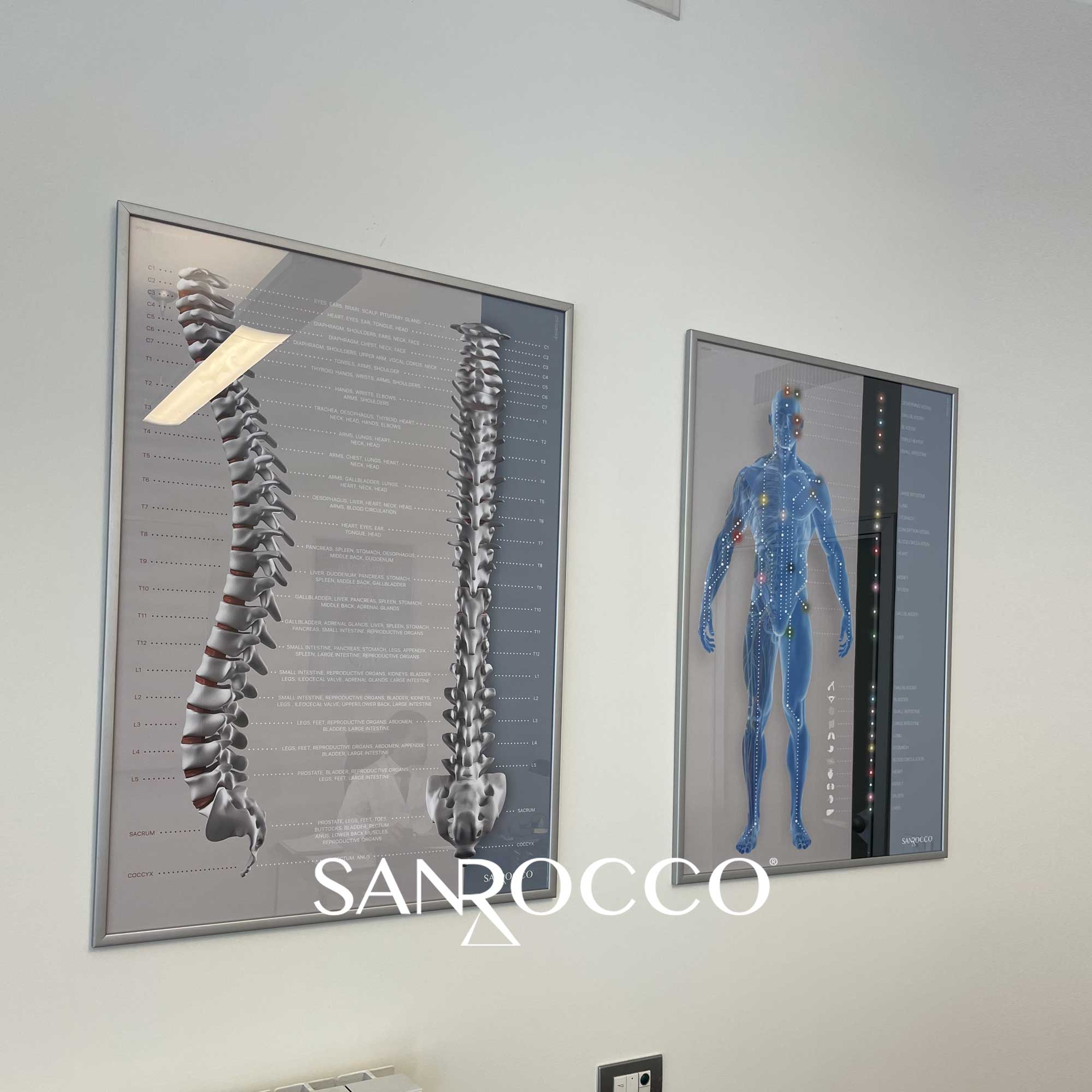 sanrocco 03 – Premium Anatomy Chart by educare.design