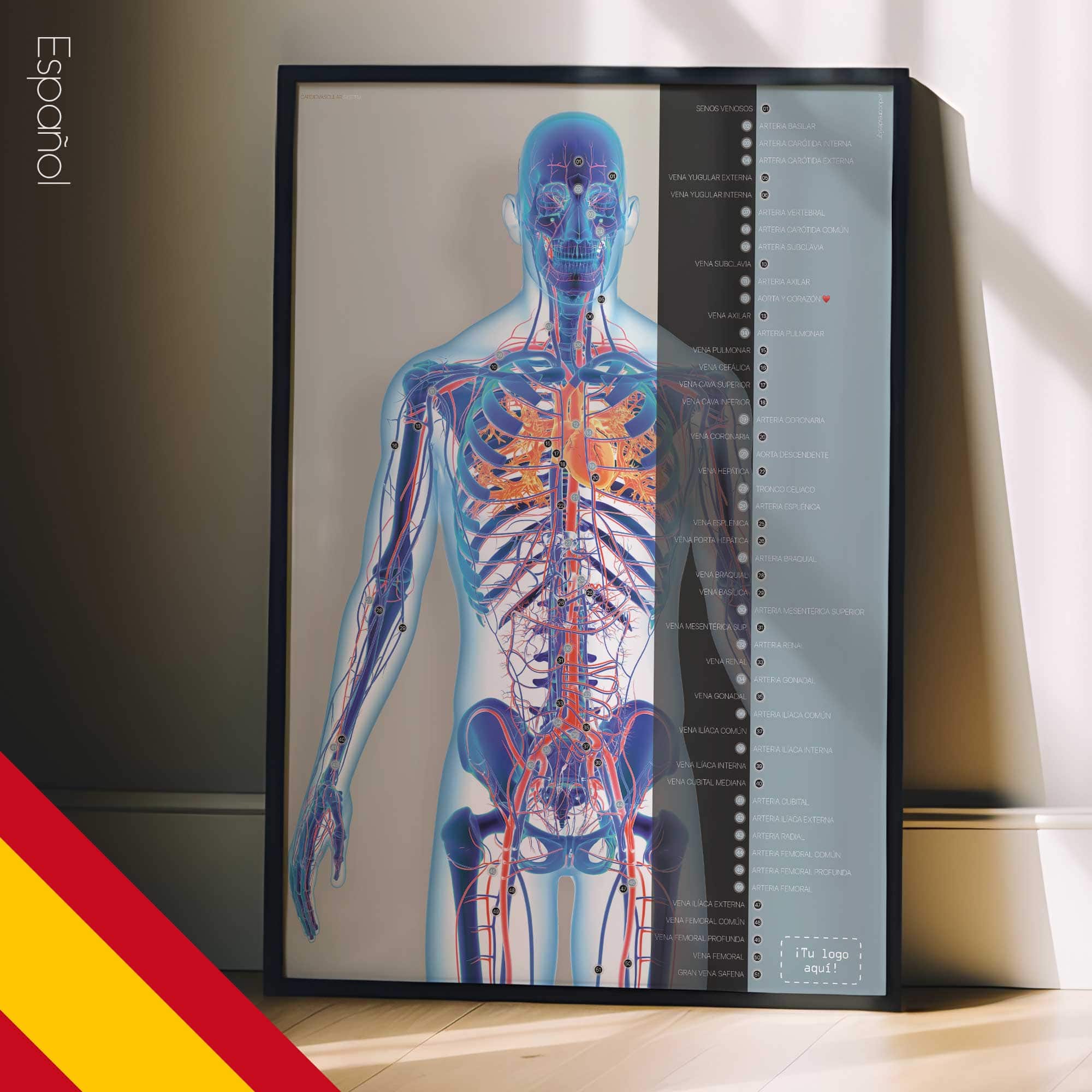 Système cardiovasculaire