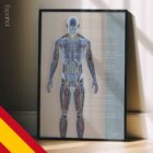 Sistemas Circulatorio y Nervioso