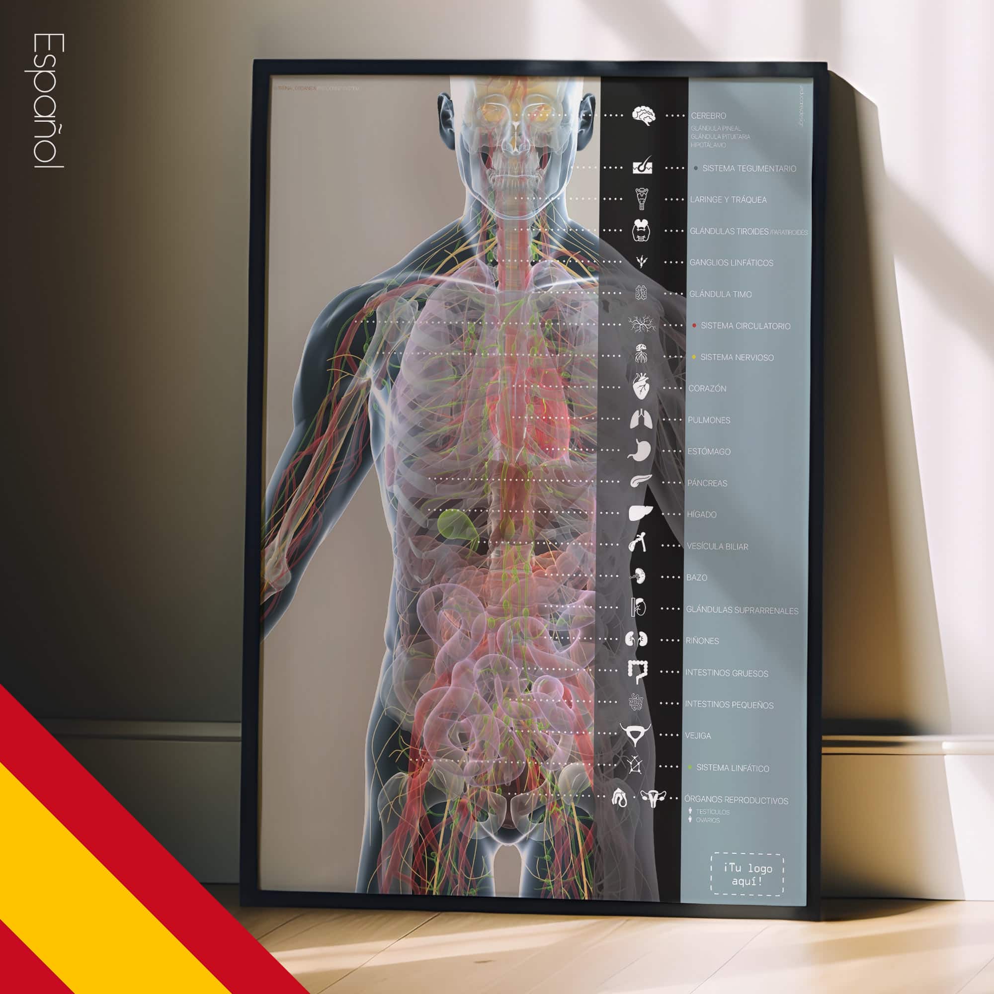 Órganos y Sistema Endocrino