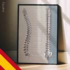 Función de los Nervios Espinales