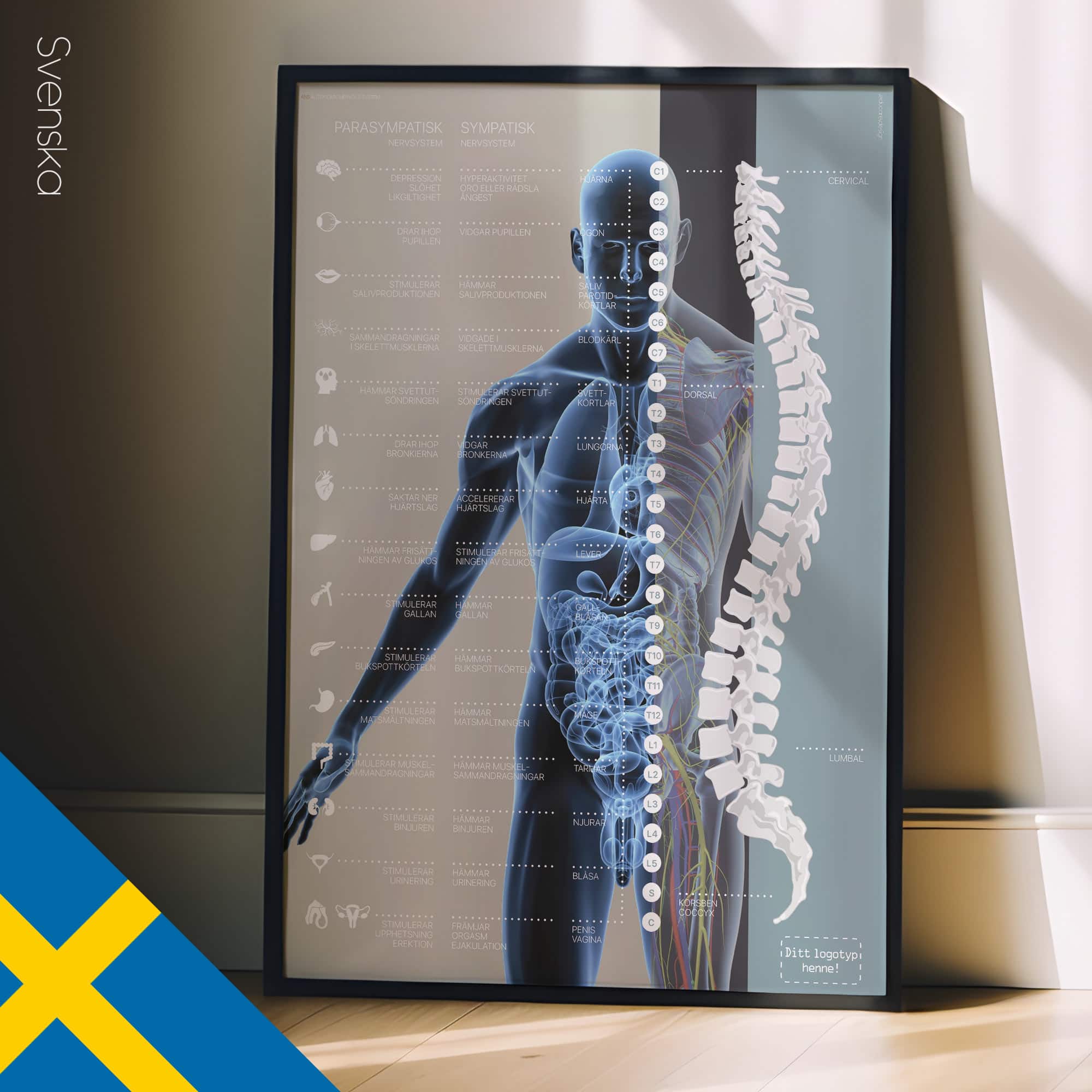 Autonomic Nervous System
